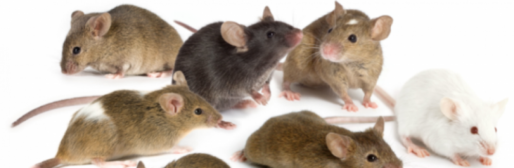 The Mouse Genomes Project