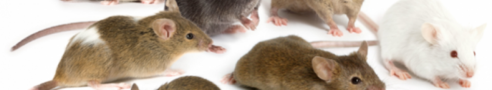 The Mouse Genomes Project